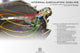 2Stroke 4.0 H3 LED Bulb(Each) <br> Universal